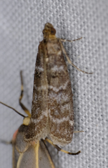 Ortholepis pasadamia