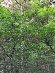 Viburnum setigerum