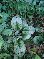 Chrysosplenium macrophyllum