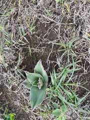 Tradescantia crassifolia