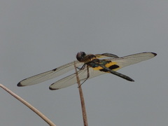 Rhyothemis phyllis