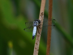 Aethriamanta gracilis