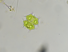 Xanthidium antilopaeum polymazum