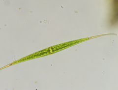 Closterium kuetzingii