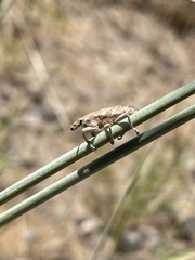 Cyphocleonus achates