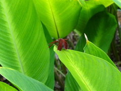 Neurothemis fluctuans