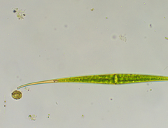 Closterium kuetzingii