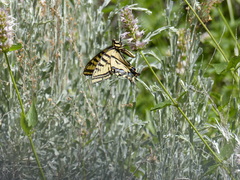 Papilio multicaudata