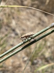 Cyphocleonus achates