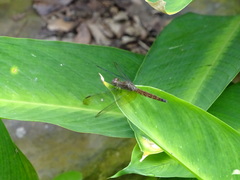 Neurothemis fluctuans