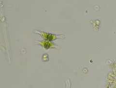 Staurastrum cingulum