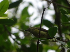 Anthreptes malacensis