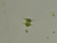 Staurastrum cingulum