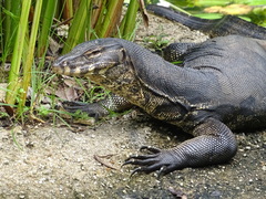 Varanus salvator macromaculatus