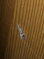 Catoptria oregonicus