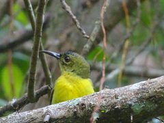 Anthreptes malacensis