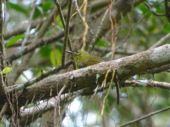 Anthreptes malacensis