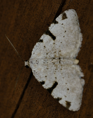 Macaria subcessaria
