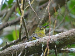 Anthreptes malacensis