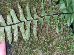 Hymenasplenium unilaterale