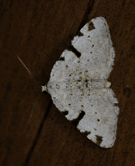 Macaria subcessaria