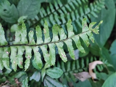 Hymenasplenium unilaterale