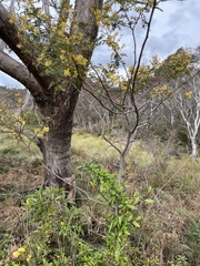Acacia terminalis