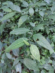 Strobilanthes dimorphotricha
