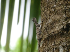 Draco sumatranus
