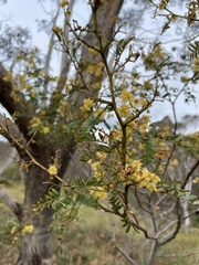Acacia terminalis