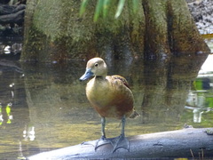 Dendrocygna javanica