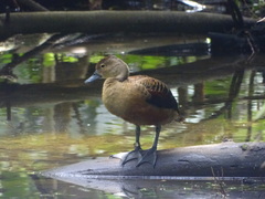 Dendrocygna javanica