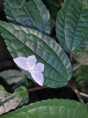Leucodrepana serratilinea
