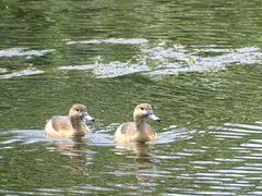 Dendrocygna javanica