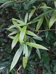 Machilus