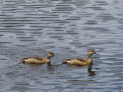 Dendrocygna javanica