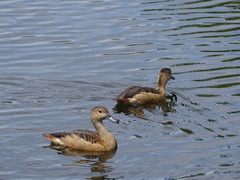 Dendrocygna javanica