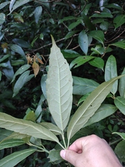 Aucuba chinensis