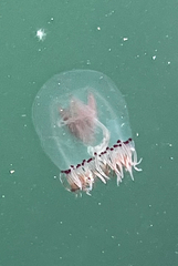 Polyorchis penicillatus