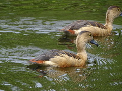 Dendrocygna javanica