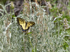 Papilio multicaudata