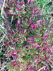 Dodonaea viscosa