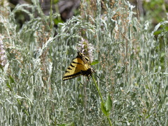 Papilio multicaudata