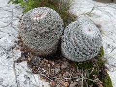Mammillaria haageana elegans