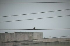 Streptopelia decaocto