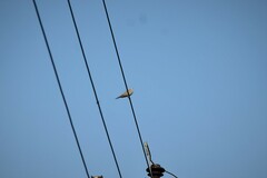 Streptopelia decaocto