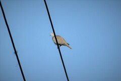 Streptopelia decaocto