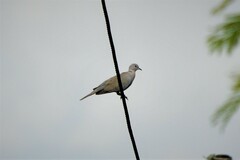 Streptopelia decaocto