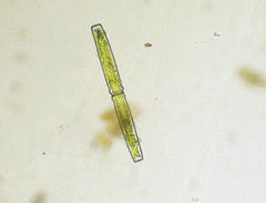 Pleurotaenium