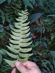 Polystichum balansae